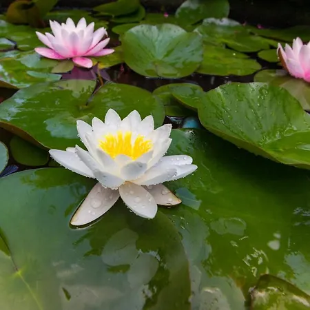 Sunny Dream 3* 茨雷沃