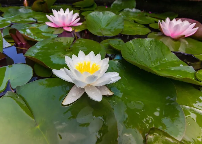 Sunny Dream 3* Tsarevo